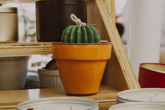 Maceta de suculentas